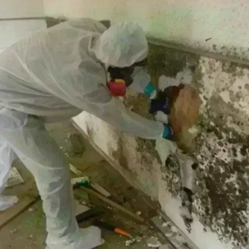 Mold Remediation and Removal in Logansport, IN